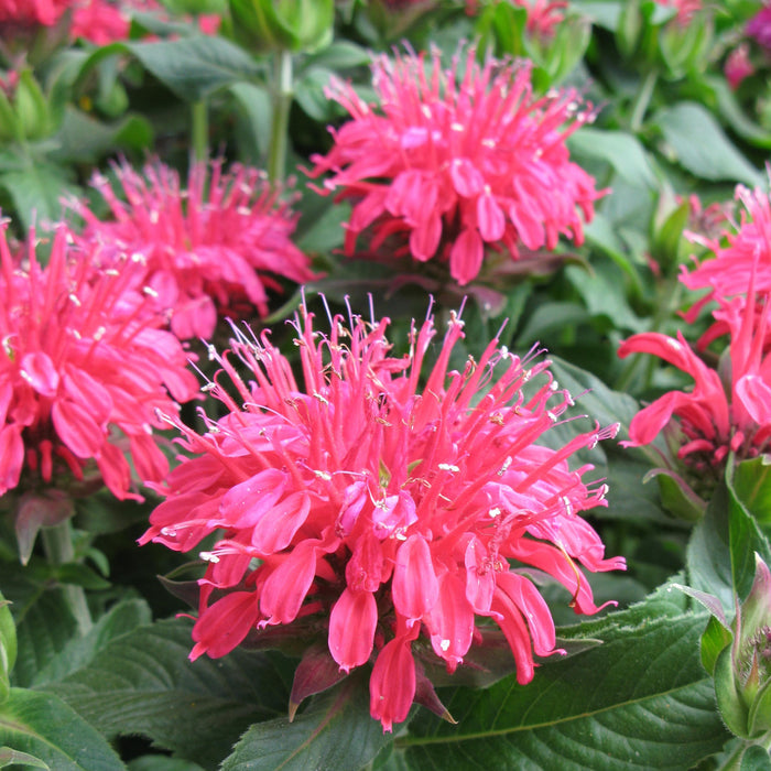 Close-up of pink bee balm flowers with green leaves