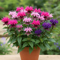 Monarda Bee Balm Balmy Tricolor plant in a terracotta pot