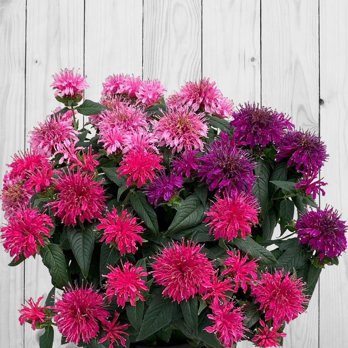 close up of bee balm tricolor pink purple flowers