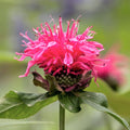 Hearty, dark red stems of large, spikey, striking, hot, lipstick pink flowers surround a purple centered flower