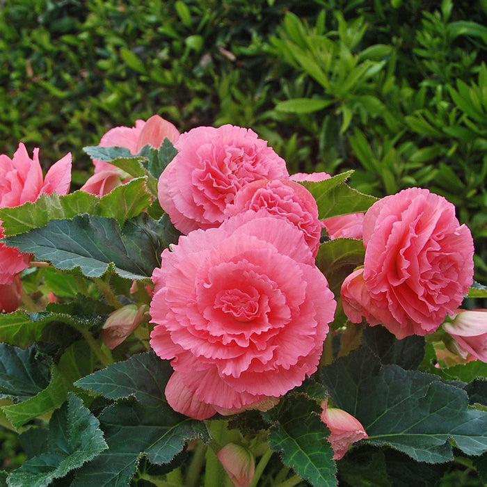 giant ruffled pink begonia blooms