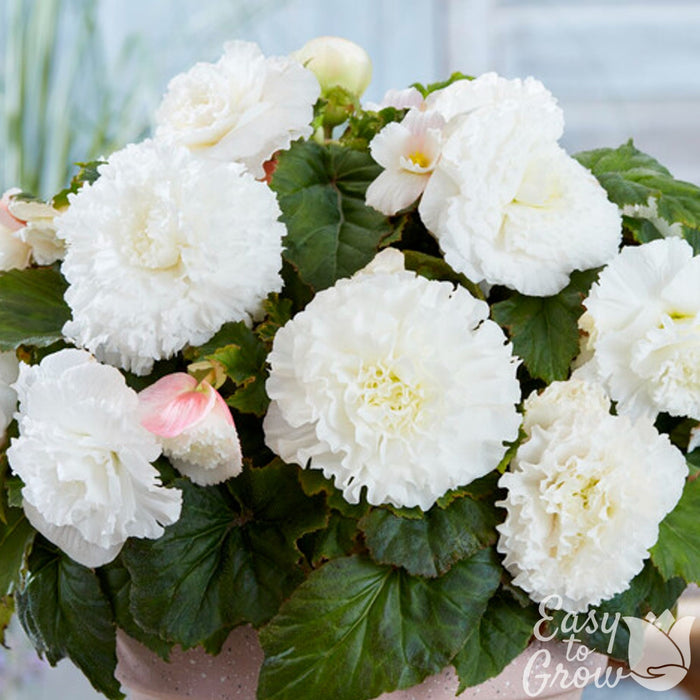 Ruffled White Begonia blooms