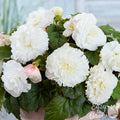 Ruffled White Begonia blooms