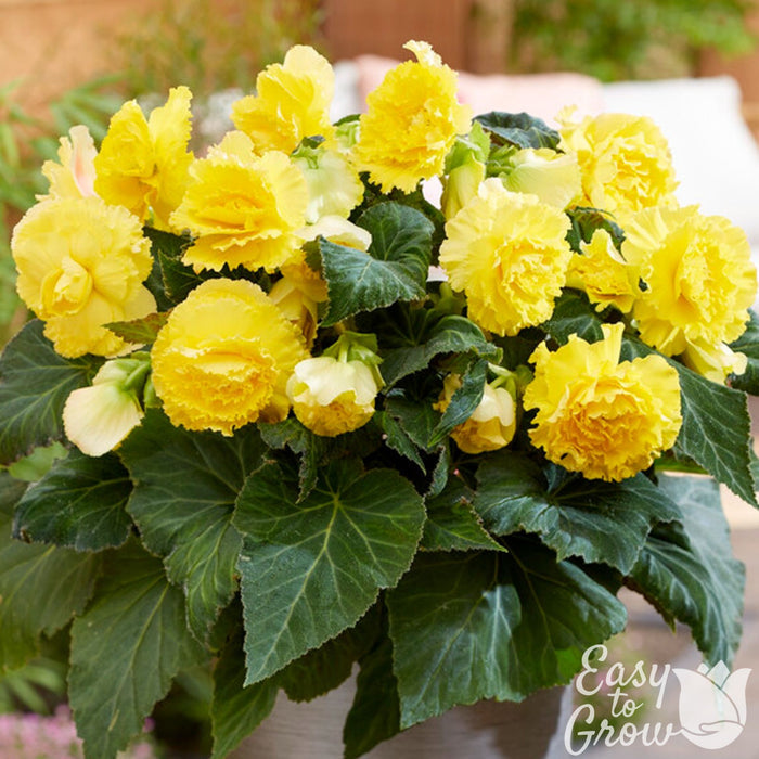 bright yellow ruffled begonia blooms