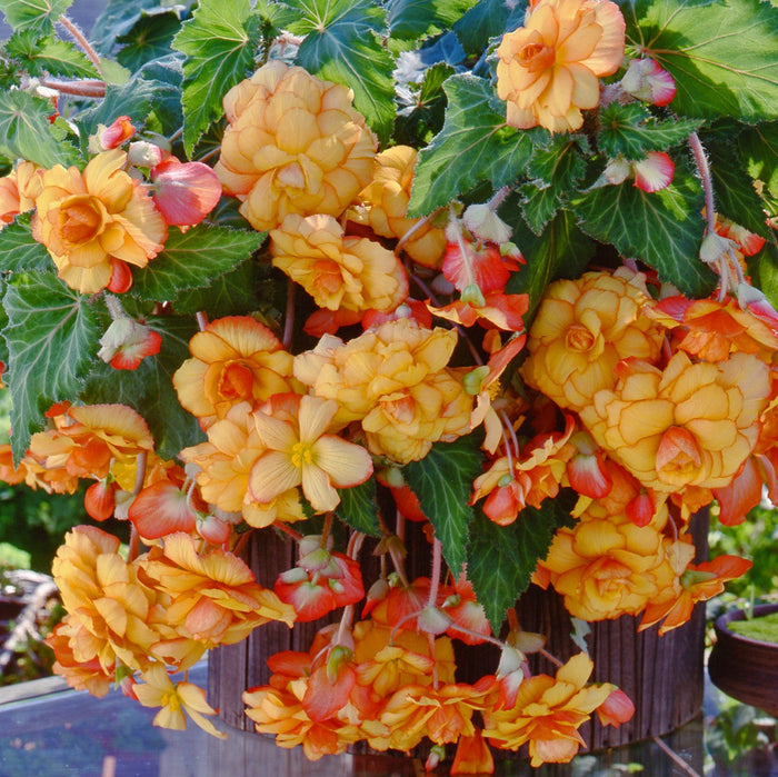 Hanging Basket Fiesta Begonias