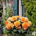 Lace Apricot - light yellow-orange blooms with a white edge