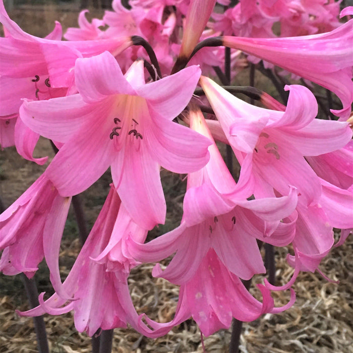 Multiple Pink Belladonna Lilies
