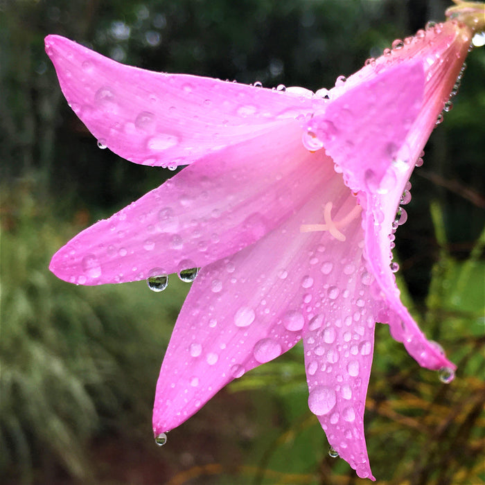 Water Drops on a Pink Belladonna Lily