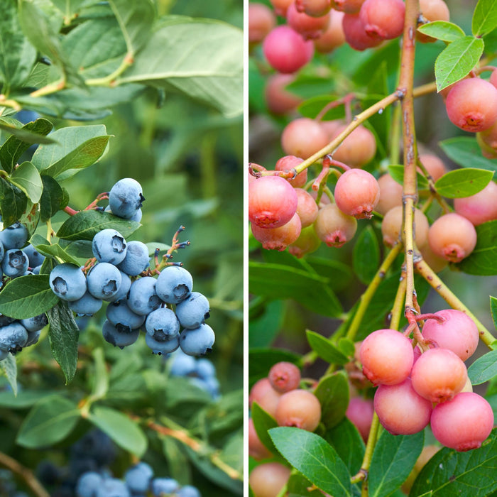 blue and pink blueberries