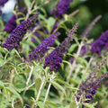 Midnight Butterfly Bush bloom dark violet blue