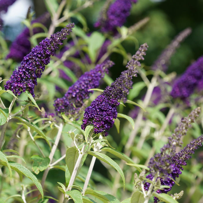 Midnight Butterfly Bush bloom dark violet blue