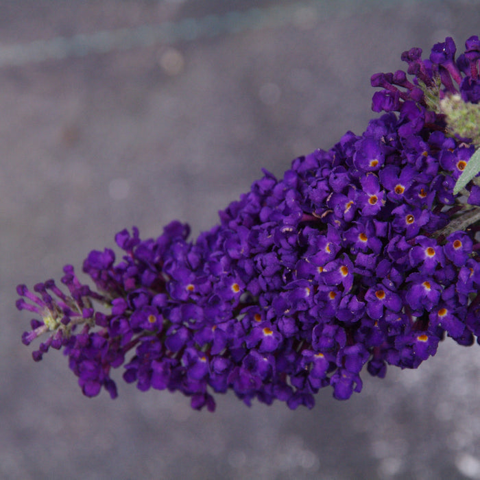 An Abundance of Dark Purple Flowers on the "Buzz Midnight" Butterfly Bush