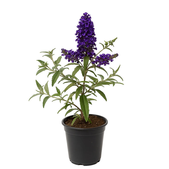 Butterfly Bush Buzz Midnight in a quart grower pot