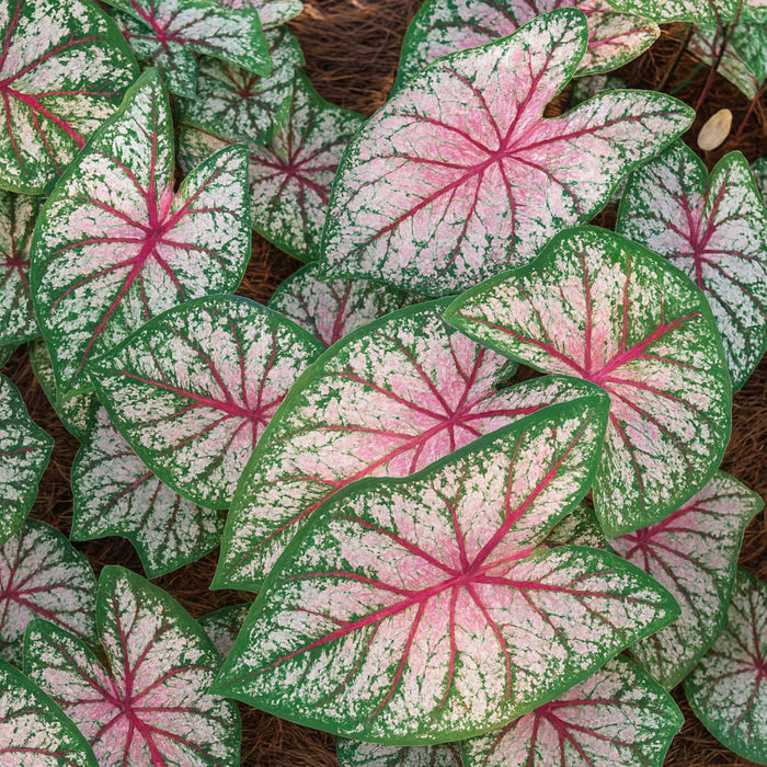 Celebration Caladium features thick crimson red veining and white or pink markings with a green margin