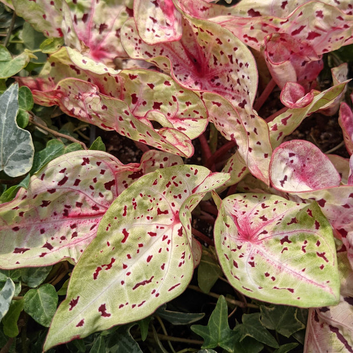Caladium Miss Muffet - Chartreuse leaves speckled with scarlet red. More light brings out pink shades