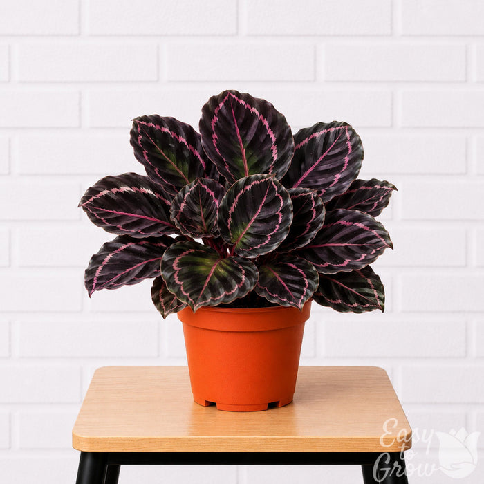 Calathea Dottie houseplant in a grower pot on a stool