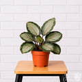 Calathea Northern Lights in grower pot on a stool