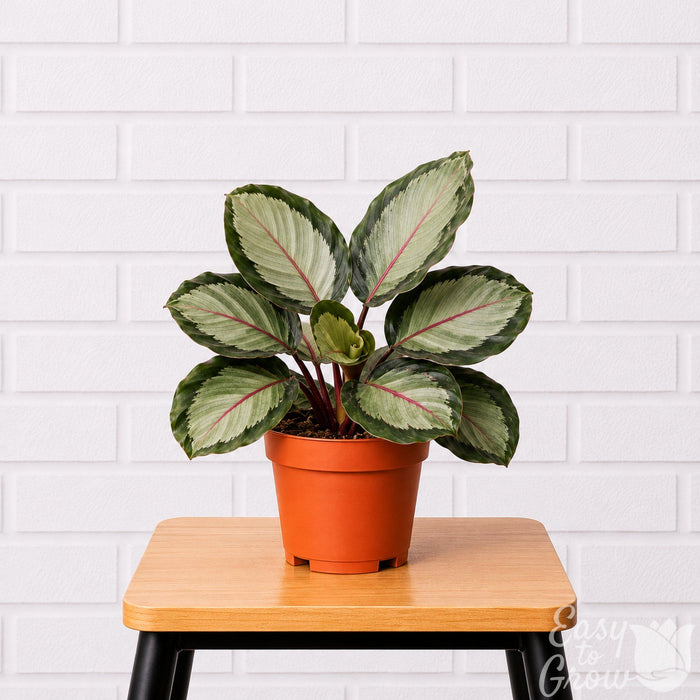 Calathea Northern Lights in grower pot on a stool