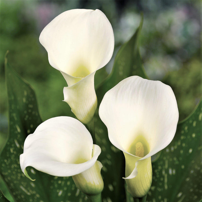 Bridal Bliss Calla Flowers