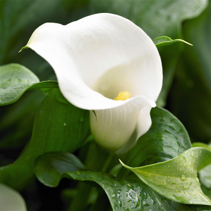 Calla bridal bliss bulbs for sale