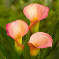 Calla Coral Passion Flowers