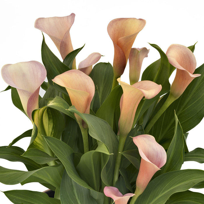 Peach Calla Lily Flowers