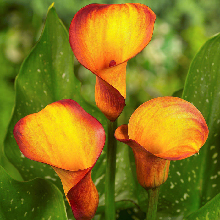 Calla fire dancer