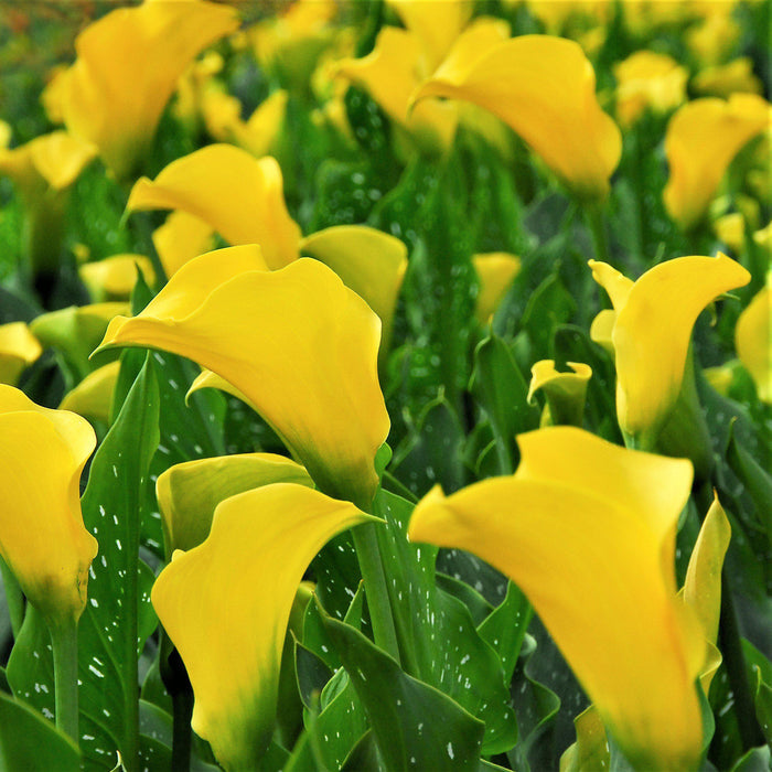Gold Rush Calla Lily