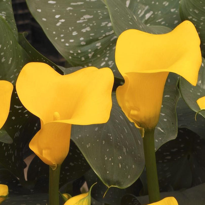 Yellow Calla Lily Bulbs For Sale
