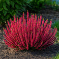 Calluna Scarlet Heather blooming