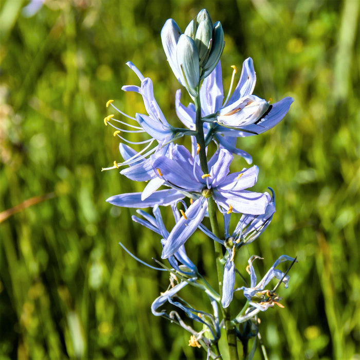 Blue Heaven Camassia Leichtlinii Caerulea