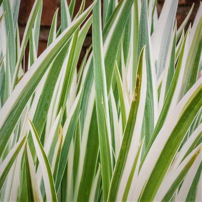 Camassia Sacajawea Grass