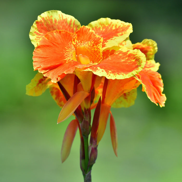 orange and yellow canna