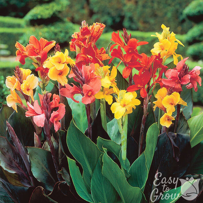 mixed color Canna blooms
