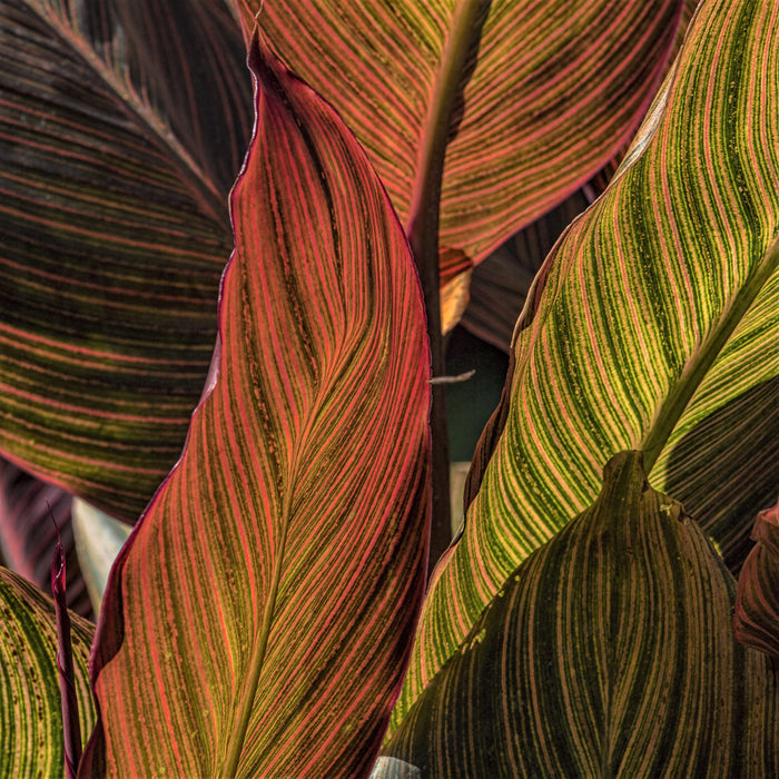tropicanna variegated striped foliage