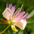 Caper bush flower