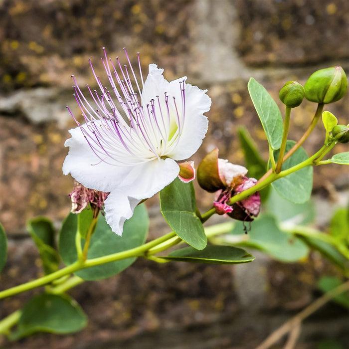 Caper bush for sale