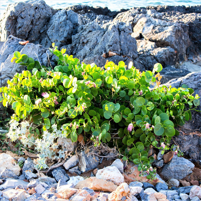 Caper bush plant
