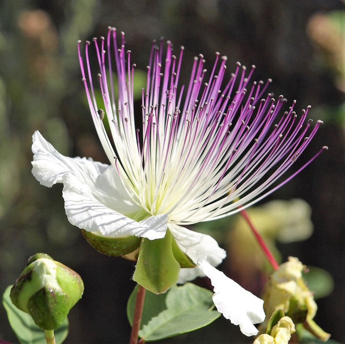 Pink and purple Caper bush flower