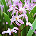 Chionodoxa - Violet Beauty