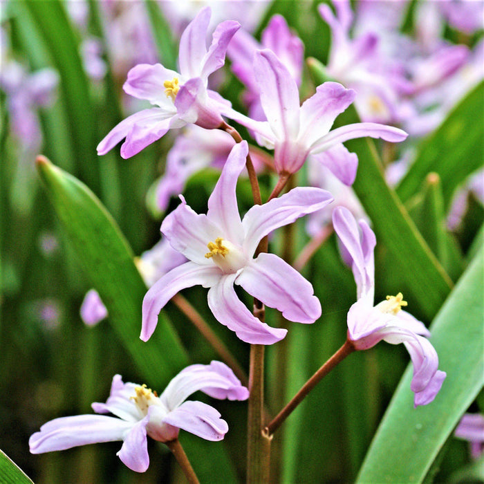 Chionodoxa - Violet Beauty