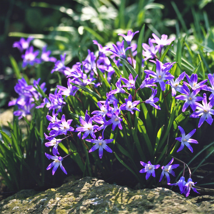 Chionodoxa - Violet Beauty