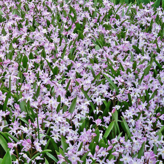 Chionodoxa - Violet Beauty