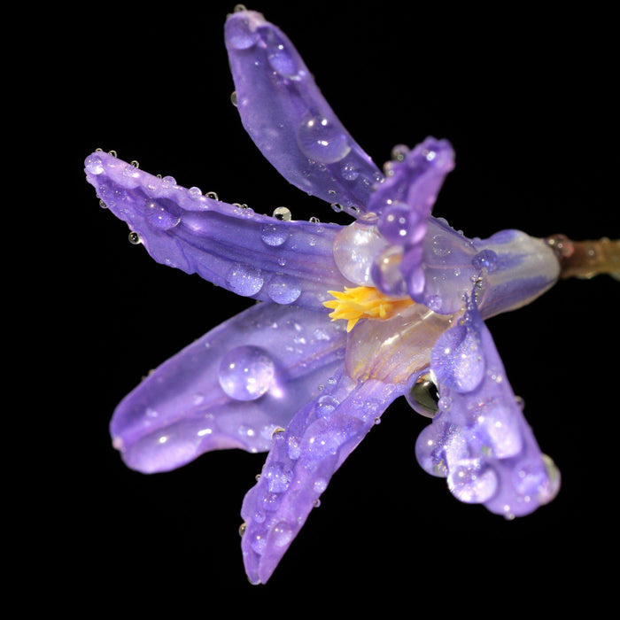 Chionodoxa - Violet Beauty