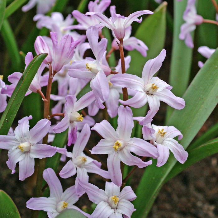 Chionodoxa - Violet Beauty