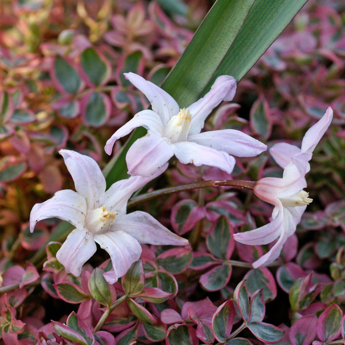 Chionodoxa - Violet Beauty