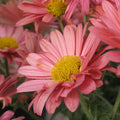 Hires Chrysanthemum up close