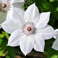 Bright White Clematis Henryi Bloom
