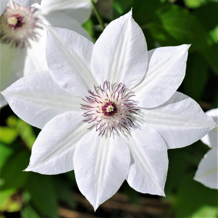 Bright White Clematis Henryi Bloom