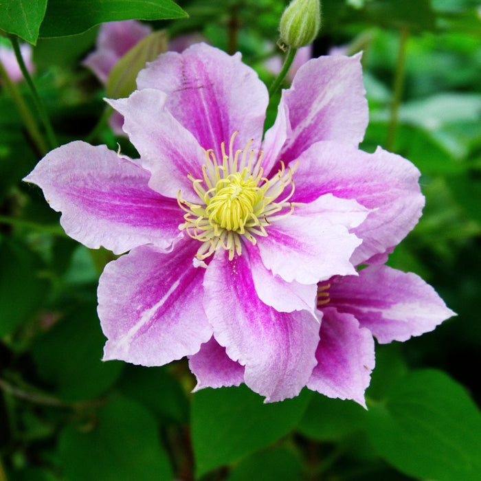 light purple pink flower of clematis piilu